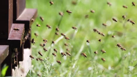 swarms of bees at the hive entrance in a densely populated honey bee in slow motion