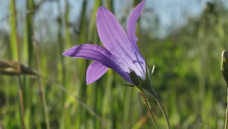 las campanas azules en flor son hermosas flores fragantes