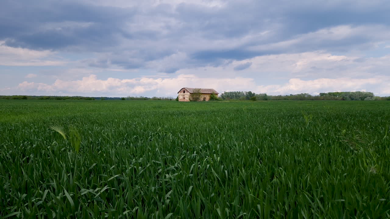 campo de trigo de primavera con granero en ruinas en el fondo, tiro de grúa