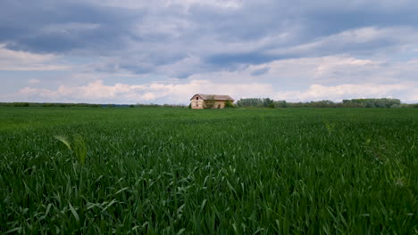Spring-wheat-field-with-ruined-granary-in-the-background,-crane-shot