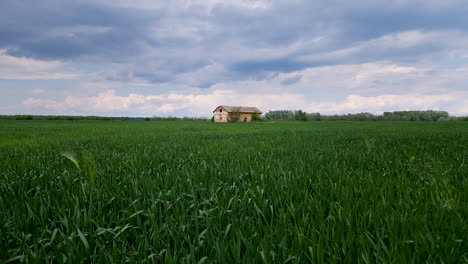 Campo-De-Trigo-De-Primavera-Con-Granero-En-Ruinas-En-El-Fondo,-Tiro-De-Grúa