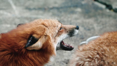 Nahaufnahme-Eines-Kreuzfuchs,-Der-Im-Fuchsdorf-Miyagi-Zao-In-Japan-Heult