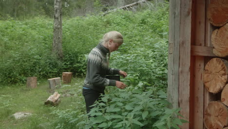 tomada amplia de una hermosa chica rubia nórdica recogiendo neettles picantes con las manos desnudas, urtica, en el bosque final, en el sendero karhunkierros en el parque nacional de oulanka, finlandia