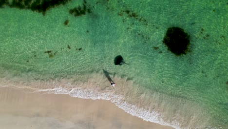 4K-Aerial-Drone-Video-of-girl-standing-next-to-the-crystal-clear,-blue-ocean-with-an-Eagle-Ray-swimming-nearby-at-Hamelin-Bay-in-Western-Australia