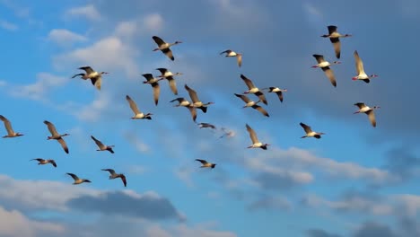 a majestic flock of birds glides gracefully through a vivid blue sky, creating a beautiful contrast against wispy clouds. the atmosphere is serene, highlighting nature's elegance.