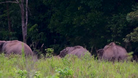 the asiatic elephants are endangered species and they are also residents of thailand