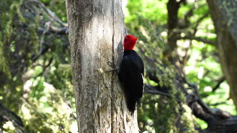 Pájaro-Carpintero-De-Magallanes-Rojo-Salvaje-Trepando-Y-Picoteando-Tronco-De-árbol,-Patagonia