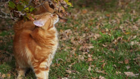 Nahaufnahme-Der-Großen-Orange-Gestromten-Maine-Coon-Katze,-Die-Ihre-Spur-Im-Garten-Hinterlässt