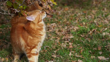 close-up of big orange tabby maine coon cat leaving its trail in the garden