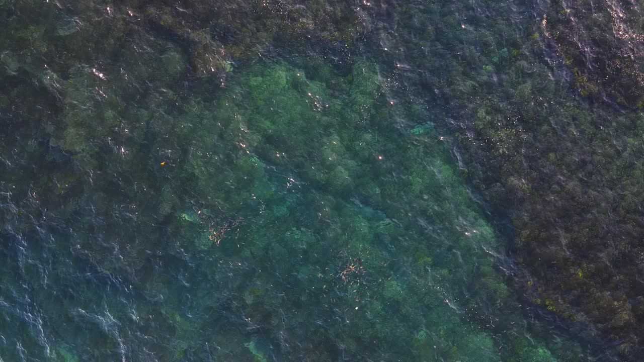 agua prístina de clovelly beach en sydney, nueva gales del sur, australia