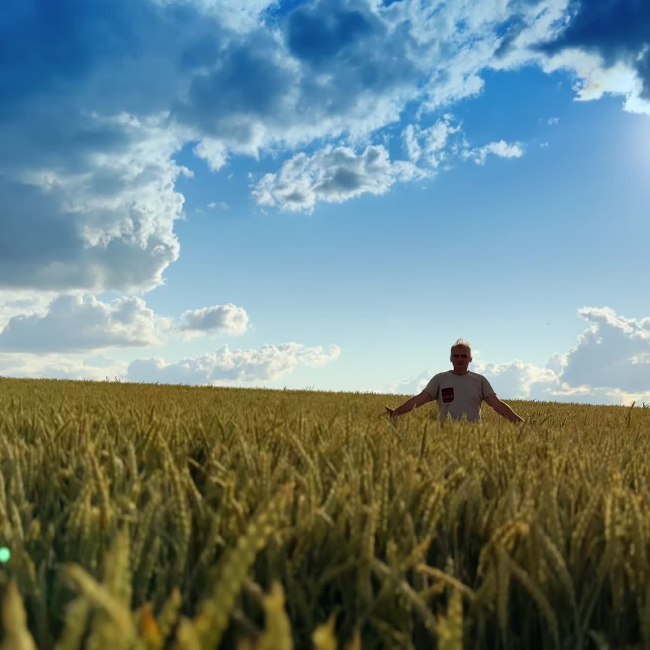 Beautiful farmland of ears waving in the wind. Old man walks in the field enjoying the harvest
