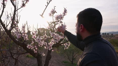 Man-collects-almond-flowers-at-dusk-in-early-spring