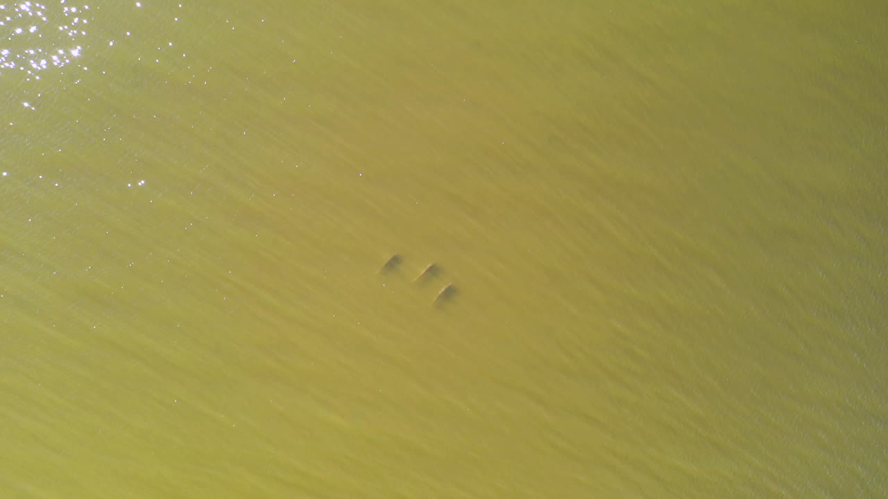 태양 반짝임과 함께 황록색 물에서 수영하는 세 개의 홍어