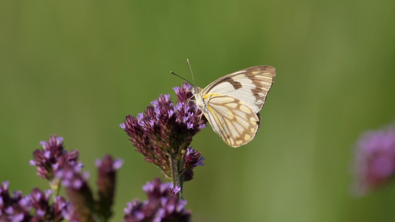 Farfalla pioniere su minuscoli fiori viola che succhia nettare, giornata di sole, macro statica.