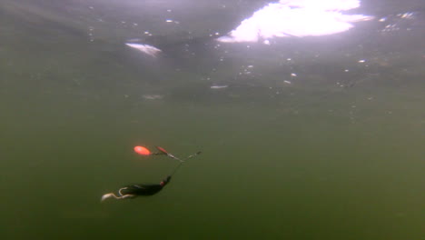 black spinner with double orange side lure dramatically floats underwater - medium underwater shot