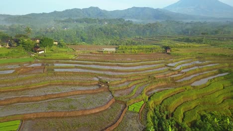 Aerial-drone-shot-of-terraced-rice-field-with-full-of-water-and-farmers-bring-buffalo-to-plow-the-fields