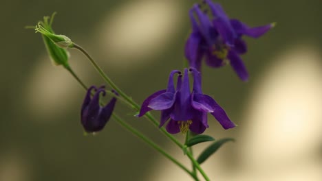 Columbine-blue-violet-bell-flowers,-simple-beauty-of-delicate-blossoms-close-up