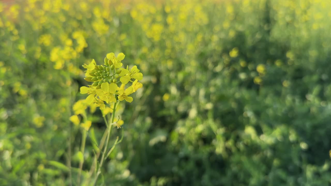 Inquadratura statica di un singolo fiore di senape che oscilla delicatamente in un campo verde, petali gialli a fuoco con sfocatura morbida dello sfondo, luce calda e atmosfera rurale tranquilla