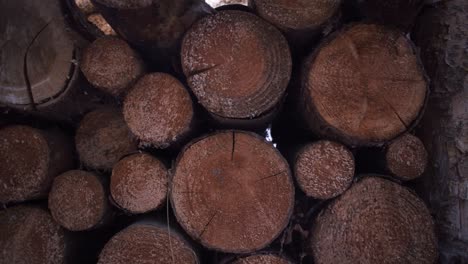 Cutted-trees-stacked-up-for-drying