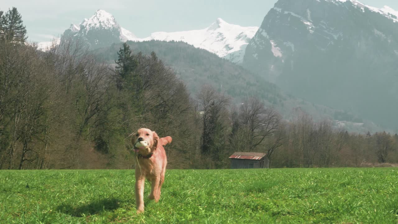 un lindo cachorro de golden retriever está trayendo de vuelta su juguete hacia la cámara con una hermosa vista de la montaña creo, en los alpes franceses