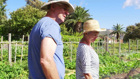 pareja de ancianos comprobando las plantas que crecen en la asignación de la comunidad