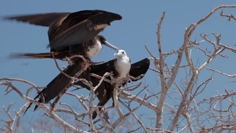 a young magnificent frigatebird begs to be fed as female frigatebird lands in a tree on north seymour island near santa cruz in the galápagos islands