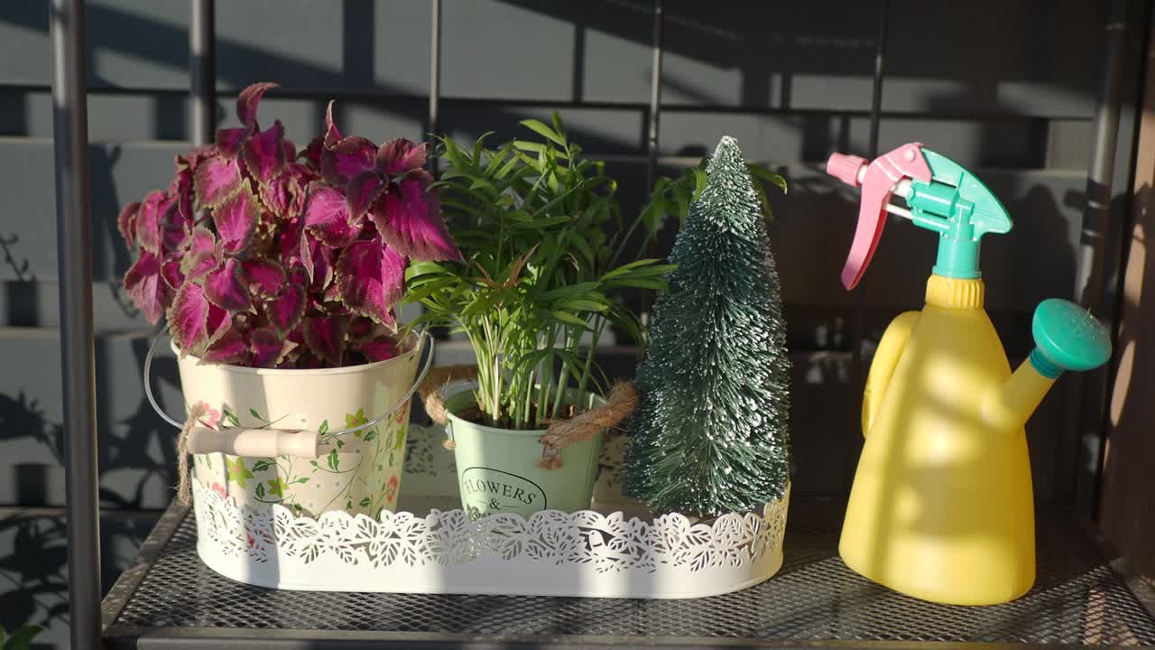 Planter, dekorasjoner og en vannkanne på en hylle