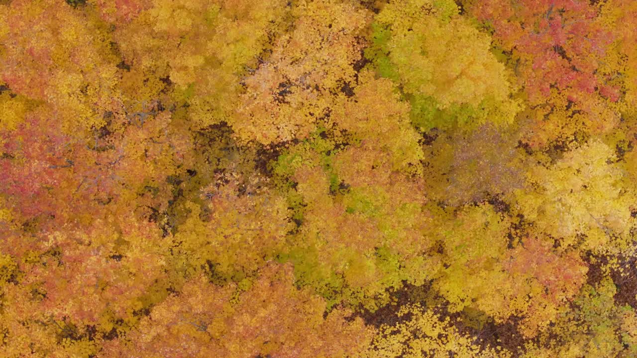 el vibrante follaje de otoño en un denso bosque desde arriba, mostrando ricos colores de otoño, vista aérea