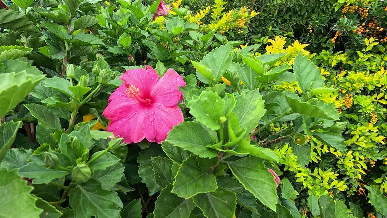 Pink Hibiscus Flower in a Garden