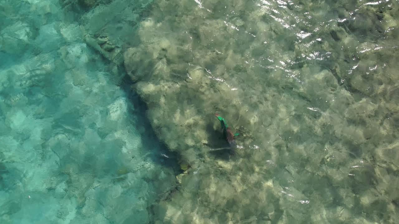 vista aérea peces loro grandes comen arrecife de coral bajo el agua mar del caribe cristalino, de arriba hacia abajo