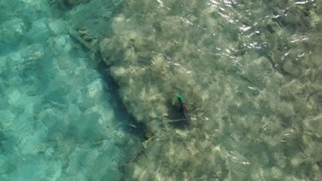 Vista-Aérea-Pez-Loro-Grande-Come-Arrecife-De-Coral-Bajo-El-Agua-Cristalino-Mar-Caribe,-De-Arriba-Hacia-Abajo