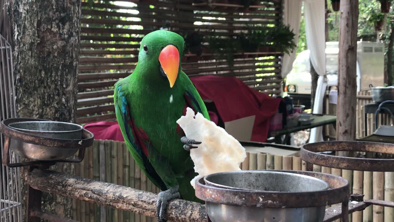 귀여운 피스티카인이나 무새가 을 먹고 있습니다.