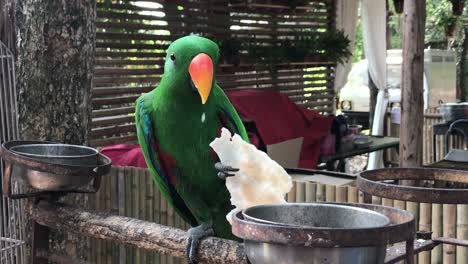 un lindo pájaro loro está comiendo arroz crujiente.