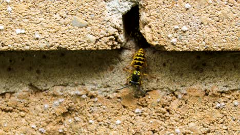 very active yellowjacket hive in the brick wall of a house