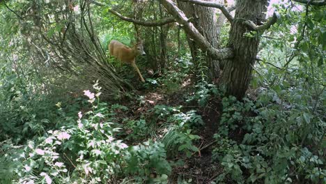 male roe deer (capreolus capreolus) walking in front of a trail camera. estonia