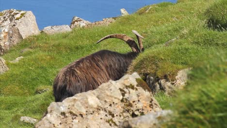 Cabra-Salvaje-Pastando-En-La-Isla-De-Las-Montañas-Del-Ron,-Highlands,-Escocia