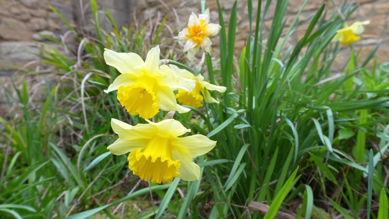 Yellow Daffodils or Narcissus In English Cottage Garden During Spring