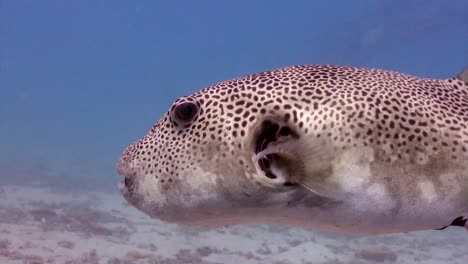 giant pufferfish  2