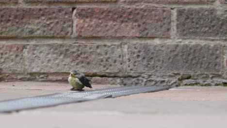 a young, baby blue tit bird moving around a patio and chirping