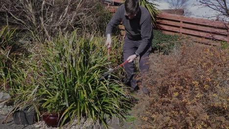 senior cortando pasto largo junto al camino con tijeras en su propio jardín