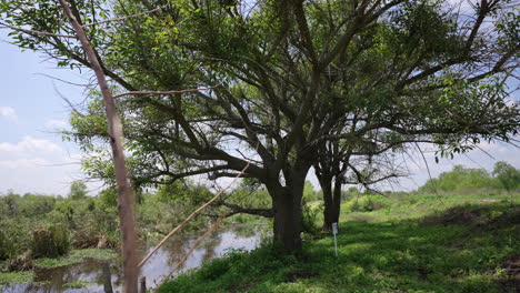 lush green erythrina crista-galli tree provide shade near a tranquil river, creating a serene natural landscape perfect for relaxation and enjoying the beauty of the outdoors