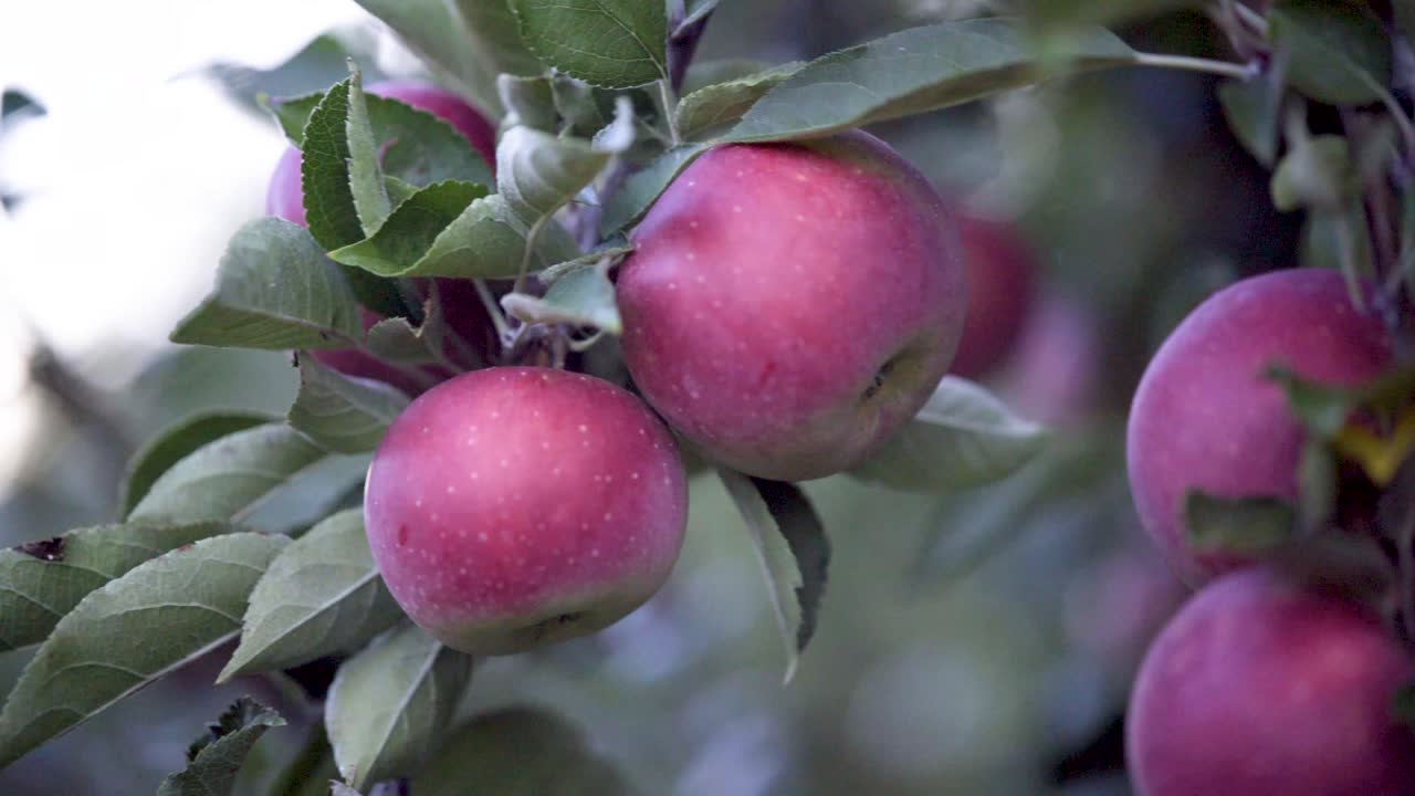 나무에 빨간 사과