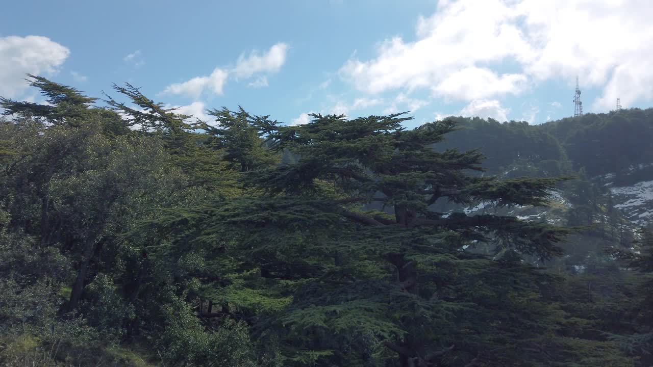 Footage of atlas mountain and snow on top of it  ,Cedrus trees,end of winter season, Blida,Chrea - algeria