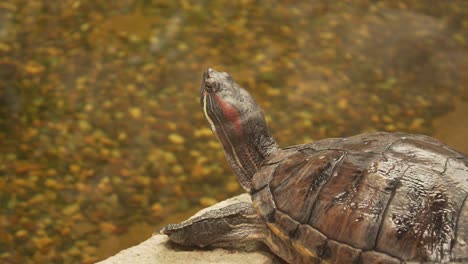 La-Tortuga-Deslizante-De-4k-Se-Mantiene-Alerta-Fuera-Del-Agua,-Con-La-Cabeza-Levantada