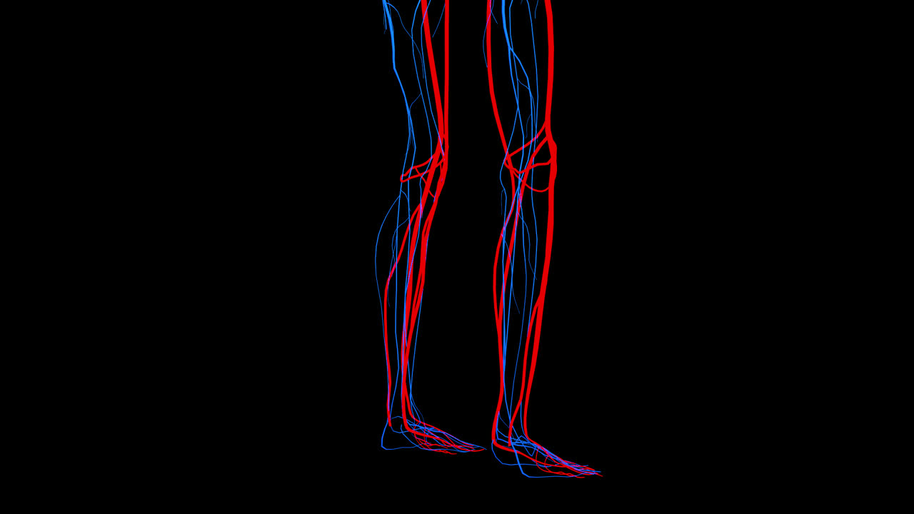 Human Leg Vascular System
