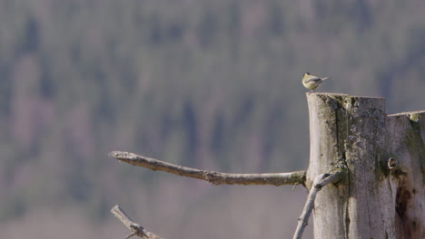 A-great-tit-bird-taking-off-from-a-stump-and-flying-in-Sweden,-wide-shot