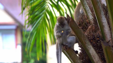 a wild little crab-eating macaque or long tailed macaque, macaca fascicularis perched on palm tree, opportunistic crop raider feeding and eating palm nuts and fruits, close up shot