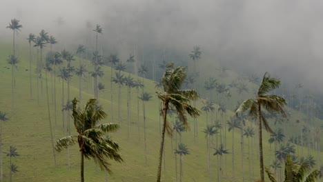 Bewölkter-Wald-Quindio-Wachspalmen-Winken-Im