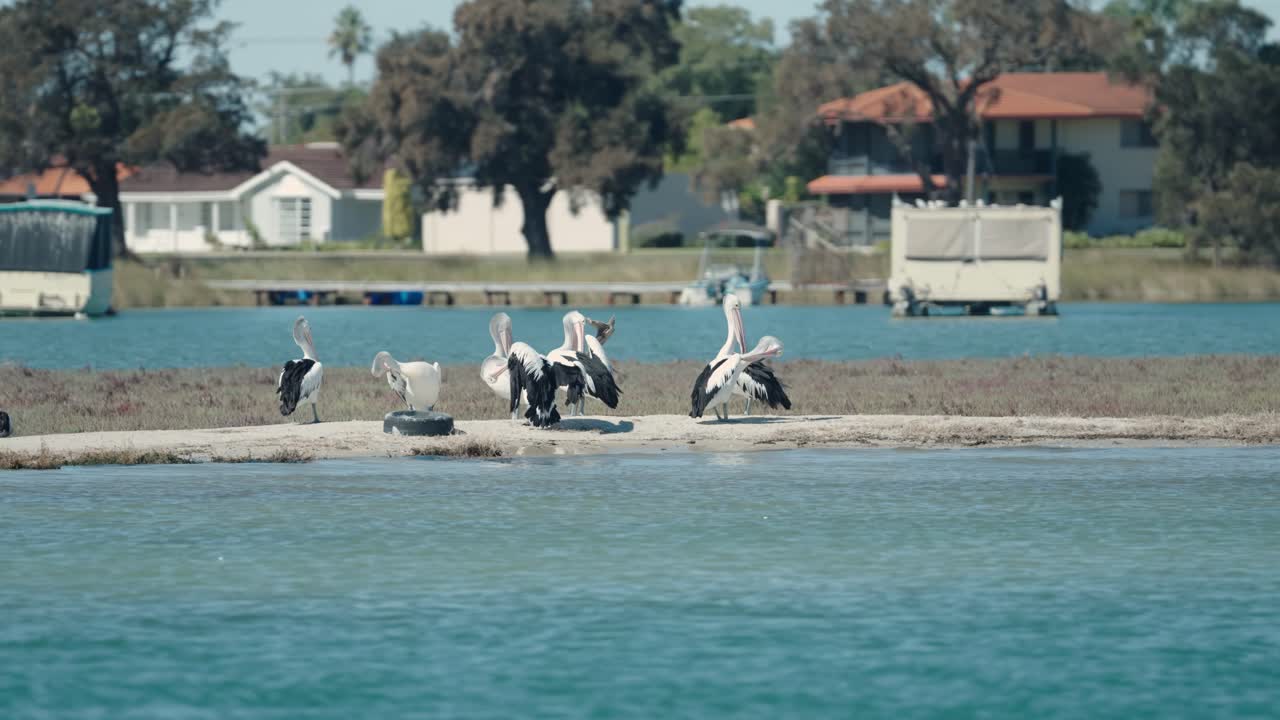 Group Of Pelicans Resting On A Small Island In Perth, Western Australia - POV