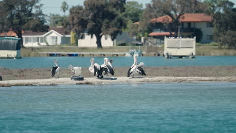 group of pelicans resting on a small island in perth, western australia - pov
